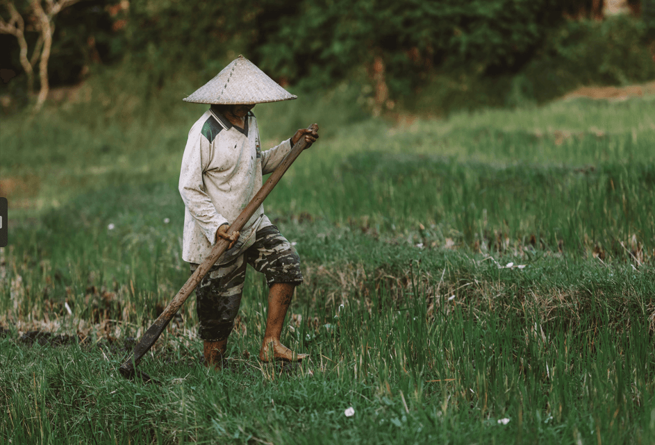 The Conundrum of Subsidized Fertilizer