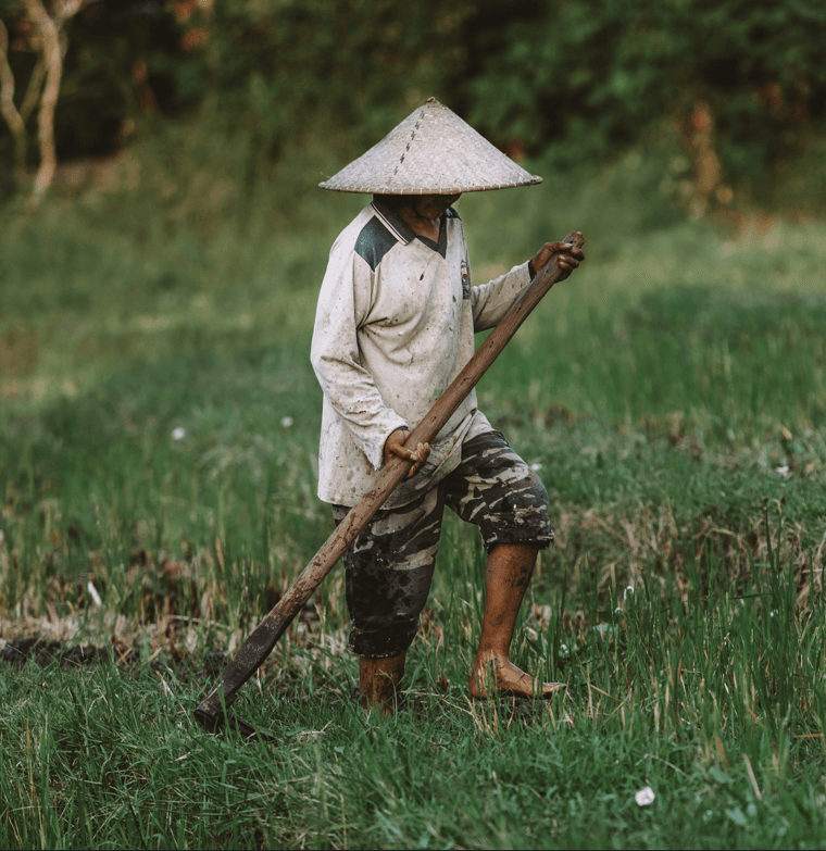 Unveiling the Complexity:  Overview of Indonesian  Agriculture